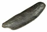 Fossil Sperm Whale (Physeteridae) Tooth - South Carolina #299393-1